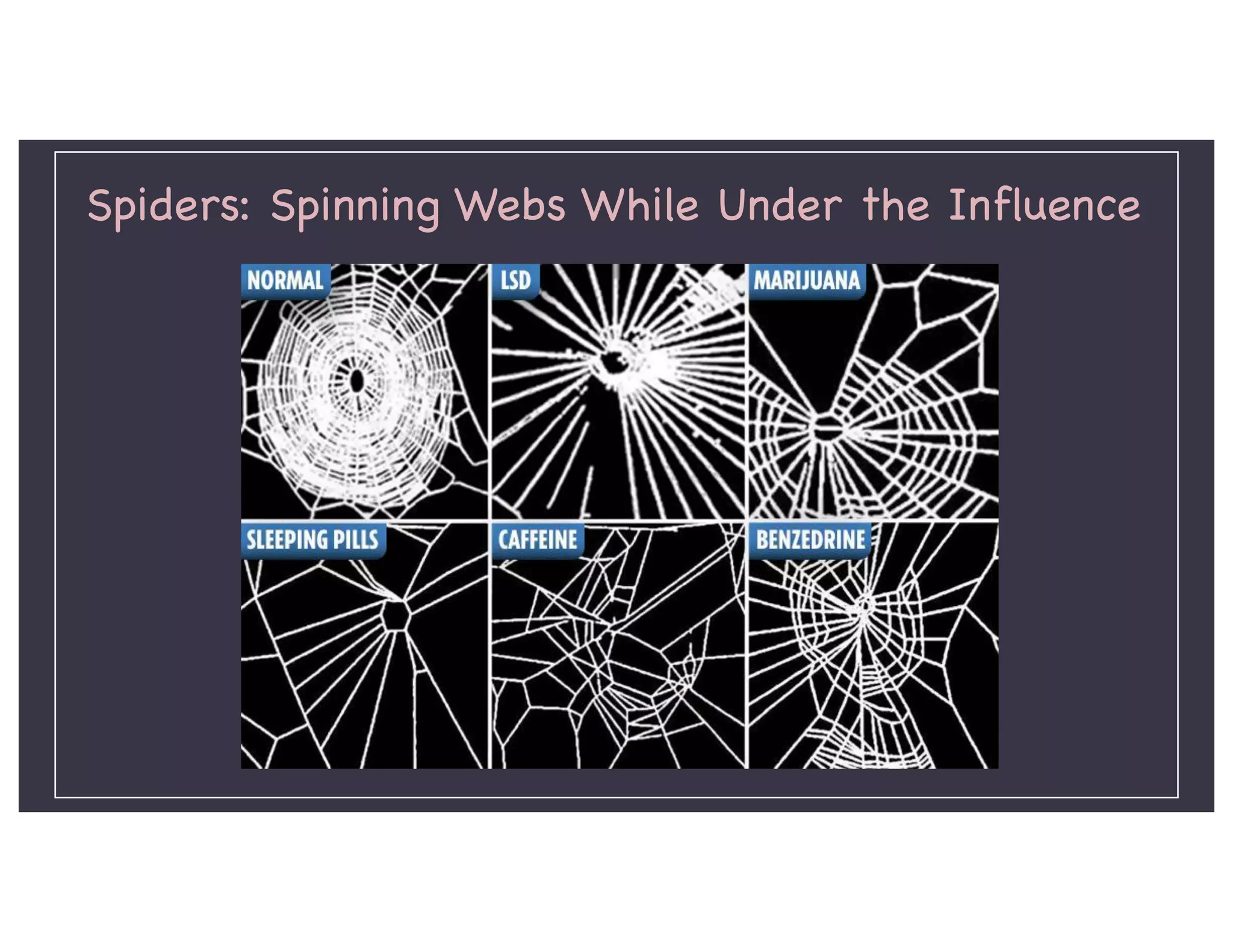 Spiders: Spinning Webs While Under the Influence
 