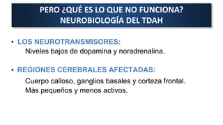 • LOS NEUROTRANSMISORES:
Niveles bajos de dopamina y noradrenalina.
• REGIONES CEREBRALES AFECTADAS:
Cuerpo calloso, ganglios basales y corteza frontal.
Más pequeños y menos activos.
PERO ¿QUÉ ES LO QUE NO FUNCIONA?
NEUROBIOLOGÍA DEL TDAH
 