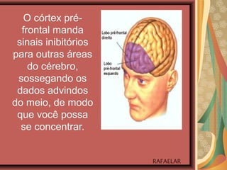 O córtex pré-
frontal manda
sinais inibitórios
para outras áreas
do cérebro,
sossegando os
dados advindos
do meio, de modo
que você possa
se concentrar.
RAFAELAR
 