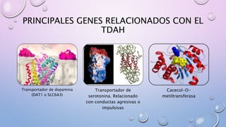 PRINCIPALES GENES RELACIONADOS CON EL
TDAH
Transportador de dopamina
(DAT1 o SLC6A3)
Transportador de
serotonina. Relacionado
con conductas agresivas o
impulsivas
Cacecol-O-
metiltransferasa
 