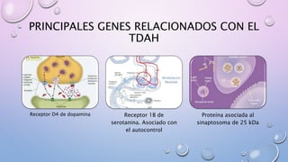 PRINCIPALES GENES RELACIONADOS CON EL
TDAH
Receptor D4 de dopamina Receptor 1B de
serotanina. Asociado con
el autocontrol
Proteína asociada al
sinaptosoma de 25 kDa
 