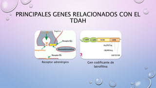 PRINCIPALES GENES RELACIONADOS CON EL
TDAH
Receptor adrenérgico Gen codificante de
latrofilina
 