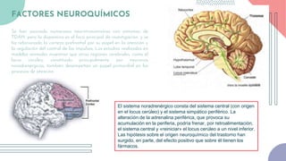 FACTORES NEUROQUÍMICOS
Se han asociado numerosos neurotransmisores con síntomas de
TDAH, pero la dopamina es el foco principal de investigación, y se
ha relacionado la corteza prefrontal por su papel en la atención y
la regulación del control de los impulsos. Los estudios realizados en
modelos animales muestran que otras regiones cerebrales, como el
locus cerúleo, constituido principalmente por neuronas
noradrenérgicas, también desempeñan un papel primordial en los
procesos de atención.
El sistema noradrenérgico consta del sistema central (con origen
en el locus cerúleo) y el sistema simpático periférico. La
alteración de la adrenalina periférica, que provoca su
acumulación en la periferia, podría frenar, por retroalimentación,
el sistema central y «reiniciar» el locus cerúleo a un nivel inferior.
Las hipótesis sobre el origen neuroquímico del trastorno han
surgido, en parte, del efecto positivo que sobre él tienen los
fármacos.
 