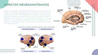 ASPECTOS NEUROANATÓMICOS
Diversos investigadores han planteado la existencia de redes dentro del
cerebro que estimulen componentes de atención, como la concentración,
la atención sostenida y la flexibilidad para cambiar el foco de atención.
Describen correlaciones neuroanatómicas para las cortezas superior y
temporal con la concentración; las regiones parietal externa y el cuerpo
estriado con las funciones ejecutivas motoras; el hipocampo con la
codificación de huellas de memoria, y la corteza prefrontal con el cambio
de un estímulo a otro.
 