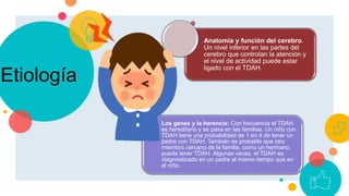 Los genes y la herencia: Con frecuencia el TDAH
es hereditario y se pasa en las familias. Un niño con
TDAH tiene una probabilidad de 1 en 4 de tener un
padre con TDAH. También es probable que otro
miembro cercano de la familia, como un hermano,
pueda tener TDAH. Algunas veces, el TDAH es
diagnosticado en un padre al mismo tiempo que en
el niño.
Anatomía y función del cerebro.
Un nivel inferior en las partes del
cerebro que controlan la atención y
el nivel de actividad puede estar
ligado con el TDAH.
Etiología
 