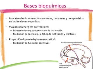 Bases bioquímicas Las catecolaminas neurotransmisoras, dopamina y norepinefrina, en las funciones cognitivas Vías noradrenérgicas prefrontales: Mantenimiento y concentración de la atención Mediación de la energía, la fatiga, la motivación y el interés Proyección dopaminérgica mesocortical: Mediación de funciones cognitivas Vía Noradrenérgica Prefrontal Dompaminérgica Mesocortical Vía 