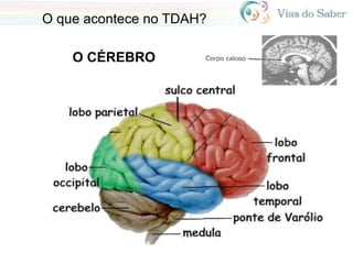 O que acontece no TDAH?
O CÉREBRO
 
