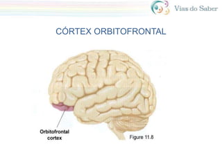 CÓRTEX ORBITOFRONTAL
 