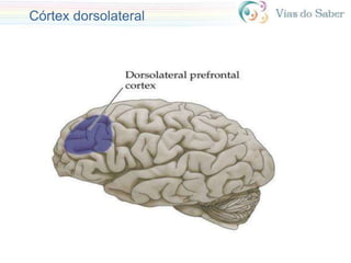 Córtex dorsolateral
 