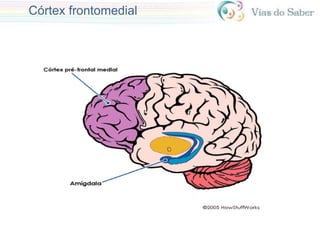 Córtex frontomedial
 