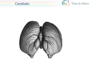 Cerebelo
 