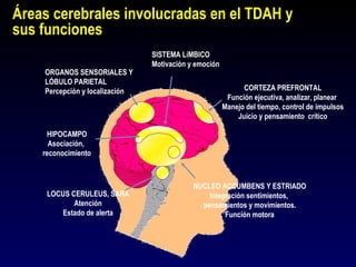 Áreas cerebrales involucradas en el TDAH y
sus funciones
                                SISTEMA LíMBICO
                                Motivación y emoción
    ORGANOS SENSORIALES Y
    LÓBULO PARIETAL
    Percepción y localización                                CORTEZA PREFRONTAL
                                                        Función ejecutiva, analizar, planear
                                                       Manejo del tiempo, control de impulsos
                                                           Juicio y pensamiento crítico

     HIPOCAMPO
      Asociación,
    reconocimiento



                                            NUCLEO ACCUMBENS Y ESTRIADO
     LOCUS CERULEUS, SARA                       Integración sentimientos,
            Atención                          pensamientos y movimientos.
        Estado de alerta                             Función motora
 
