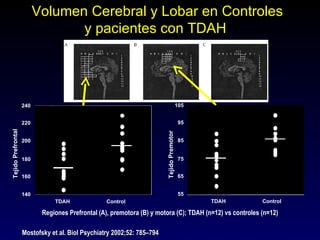 Volumen Cerebral y Lobar en Controles
                                 y pacientes con TDAH




                    240                                                                   105


                    220                                                                    95
Tejido Prefrontal




                                                                        Tejido Premotor
                    200                                                                    85


                    180                                                                    75


                    160                                                                    65


                    140                                                                    55
                               TDAH               Control                                       TDAH     Control

                           Regiones Prefrontal (A), premotora (B) y motora (C); TDAH (n=12) vs controles (n=12)

                    Mostofsky et al. Biol Psychiatry 2002;52: 785–794
 