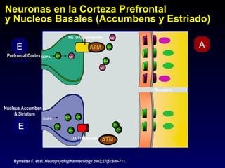 Neuronas en la Corteza Prefrontal
y Nucleos Basales (Accumbens y Estriado)
                                  NE (DA) Transporter    NE


     E                                                                           A
 Prefrontal Cortex DOPA           NE


                                                    NE




                                                                     Receptors



Nucleus Accumbens
     & Striatum
                    DOPA

      E
                                   DA Transporter




    Bymaster F, et al. Neuropsychopharmacology 2002;27(5):699-711.
 