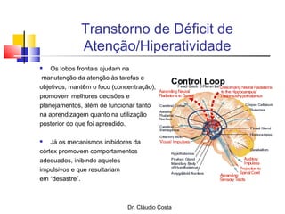 Dr. Cláudio Costa
Transtorno de Déficit de
Atenção/Hiperatividade
 Os lobos frontais ajudam na
manutenção da atenção às tarefas e
objetivos, mantêm o foco (concentração),
promovem melhores decisões e
planejamentos, além de funcionar tanto
na aprendizagem quanto na utilização
posterior do que foi aprendido.
 Já os mecanismos inibidores da
córtex promovem comportamentos
adequados, inibindo aqueles
impulsivos e que resultariam
em “desastre”.
 