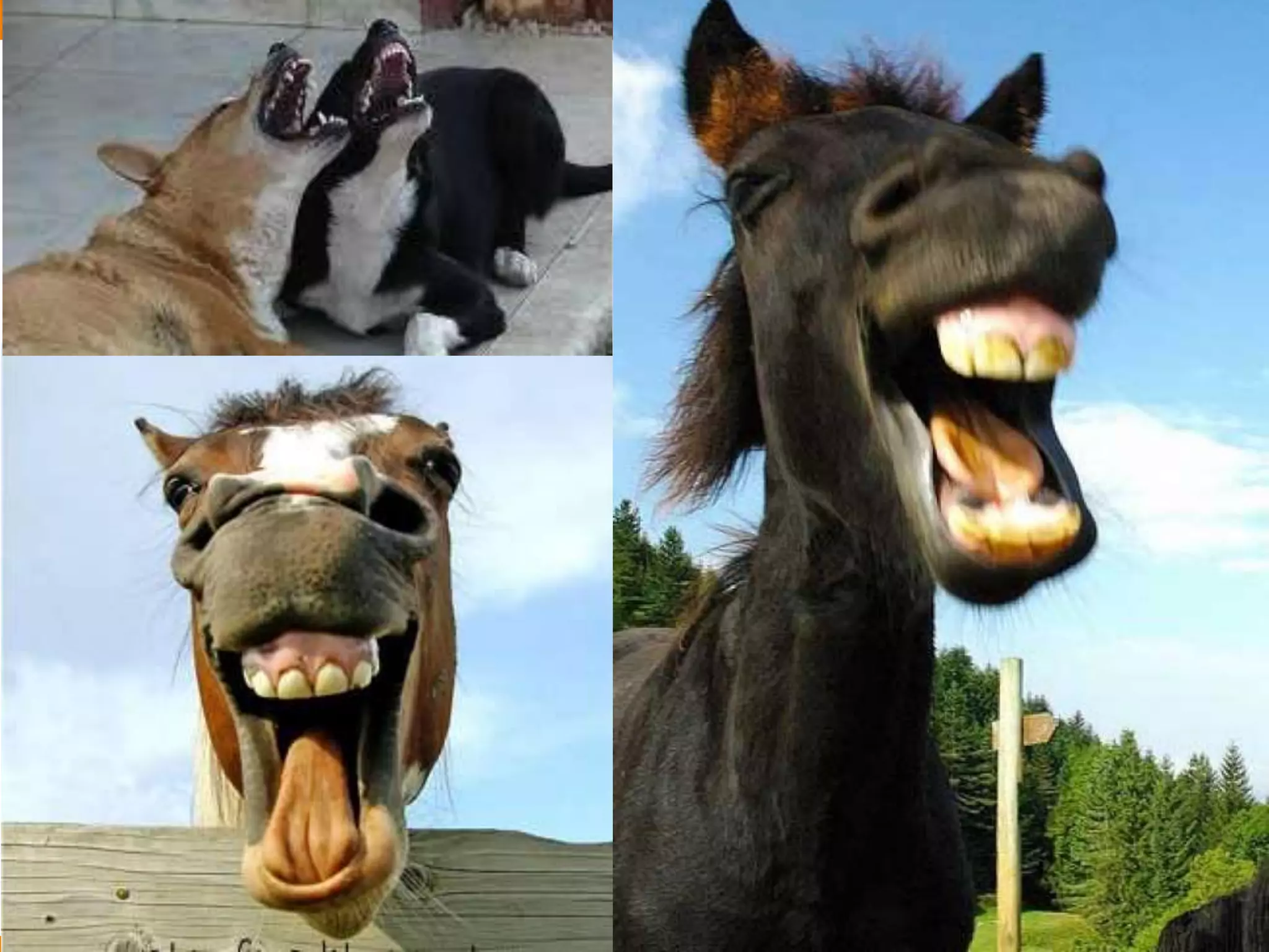 Globalcode – Open4education
 