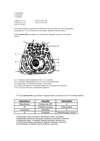 ( ) respiração
( ) absorção
( ) digestão

a) III, II, IV, I, V           d) II, V, IV, I, III
b) III, II, I, V, IV           e) I, V, II, IV, III
c) II, V, IV, III, I

4° O esquema abaixo representa um modelo de célula com alguns de seus componentes
numerados de 1 a 8. De acordo com este modelo, responda a questão abaixo:

U.E. Londrina-PR Com relação aos componentes indicados, selecione a alternativa
correta.




a) 1 é responsável pela respiração celular e 2 é a carioteca.
b) 3 é o retículo endoplasmático liso e 4 é uma vesícula pinocítica.
c) 5 está presente em células procariontes e eucariontes.
d) 6 realiza a fotossíntese e 7 está relacionado com a formação dos ribossomas.
e) 8 é o local de síntese dos componentes orgânicos.



   5° U.E. Londrina-PR O que indicam, respectivamente, as letras A, B, C e D na tabela abaixo?

        ORGANELA                         REAÇÃO                      PROCESSO
         Mitocôndria                Síntese de ATP                           A
                 B                 Fotólise da água                  Fotossíntese
         Lisossomo                       Hidrólise                          C
                 D                       Oxidação               Detoxificação celular

   a) Respiração celular, ribossomo, detoxificação celular, cloroplasto.
   b) Respiração anaeróbica, cloroplasto, síntese de nucleotídeos, ribossomo.
   c) Respiração celular, cloroplasto, digestão intracelular, peroxissomo.
   d) Síntese de proteínas, peroxissomo, digestão intracelular, ribossomo.
   e) Fermentação, cloroplasto, síntese de lipídios, lisossomo.
 