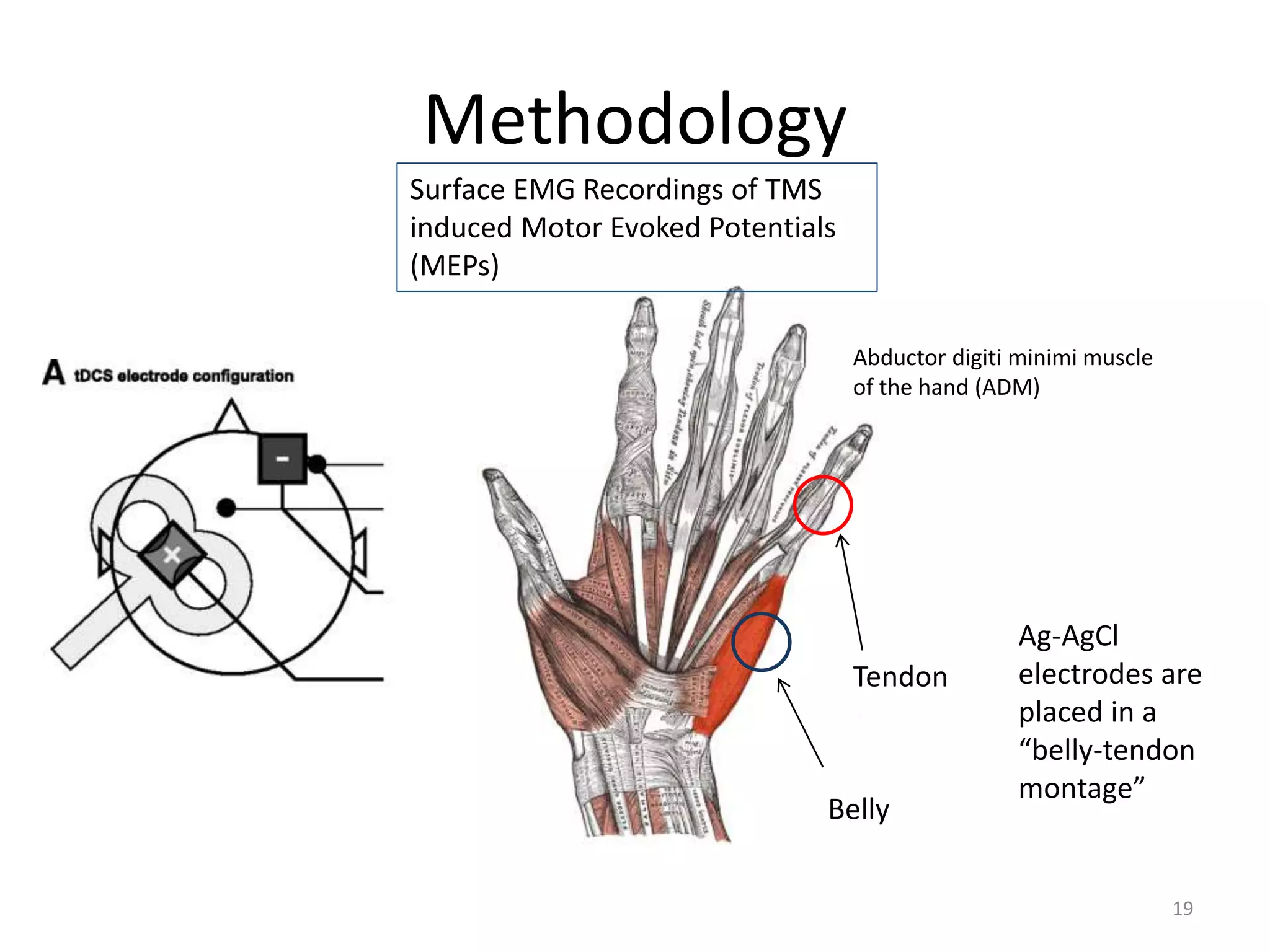 Methodology
Abductor digiti minimi muscle
of the hand (ADM)
Tendon
Belly
Surface EMG Recordings of TMS
induced Motor Evoked Potentials
(MEPs)
Ag-AgCl
electrodes are
placed in a
“belly-tendon
montage”
19
 