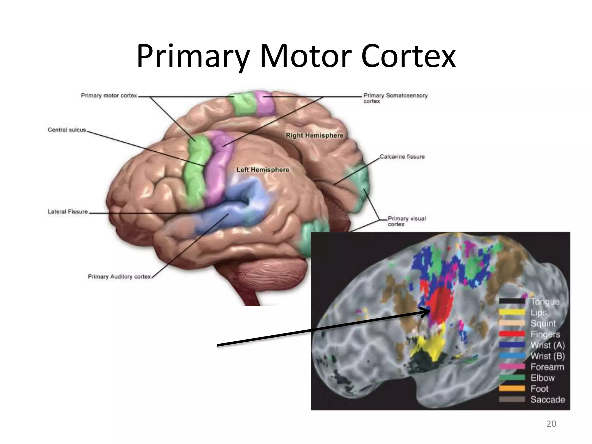 Primary Motor Cortex
20
 