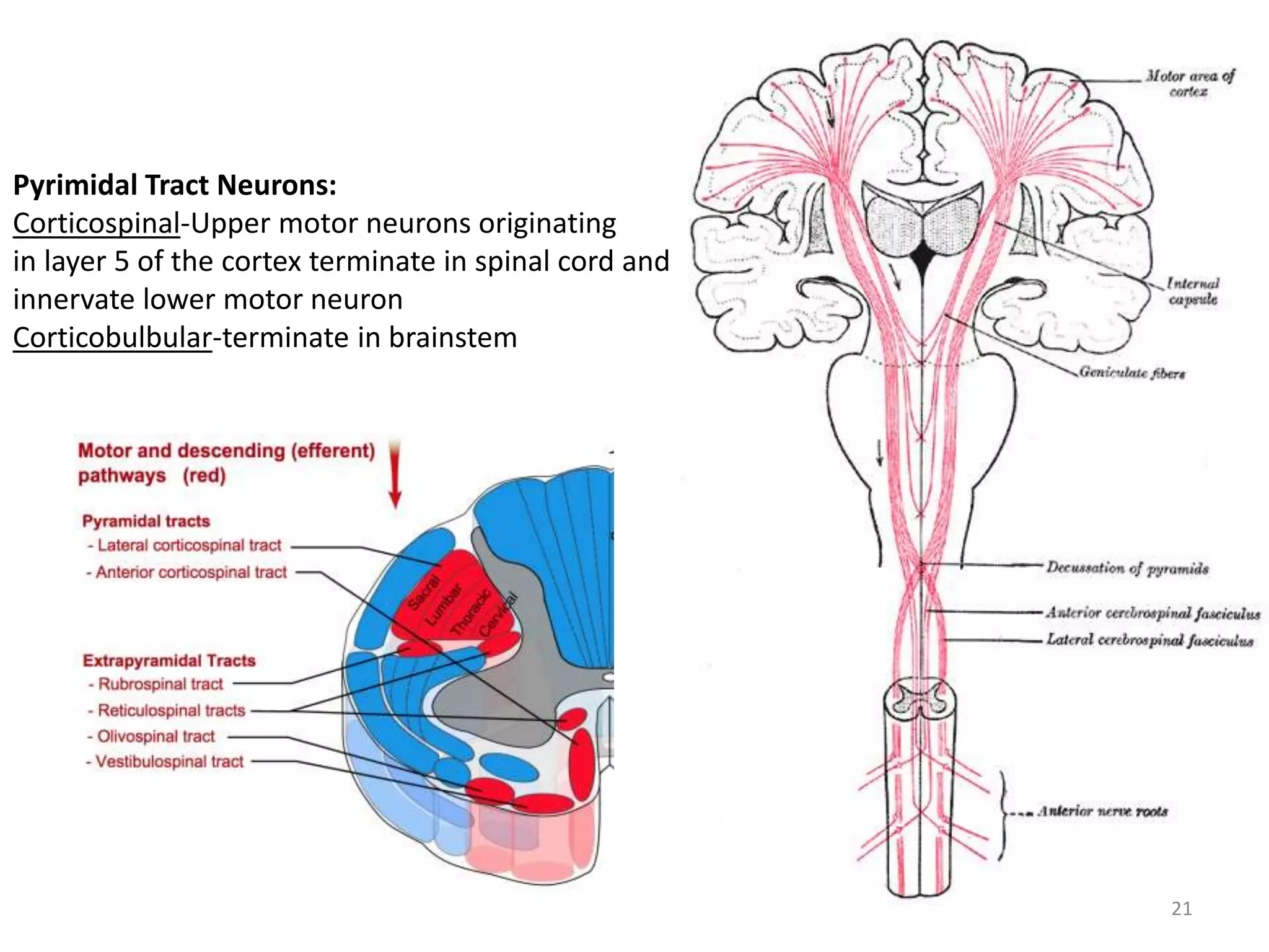 Pyrimidal Tract Neurons:
Corticospinal-Upper motor neurons originating
in layer 5 of the cortex terminate in spinal cord and
innervate lower motor neuron
Corticobulbular-terminate in brainstem
21
 