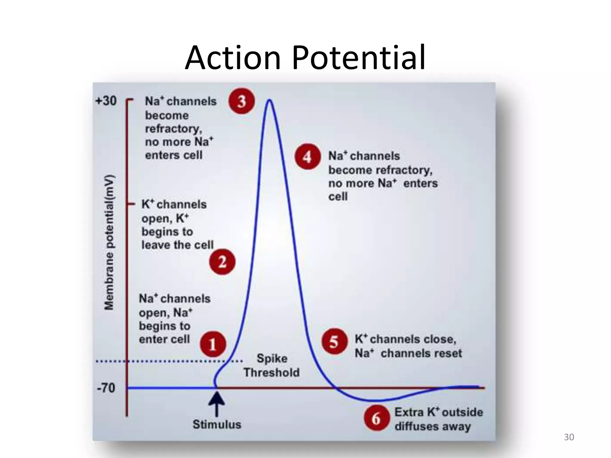 Action Potential
30
 