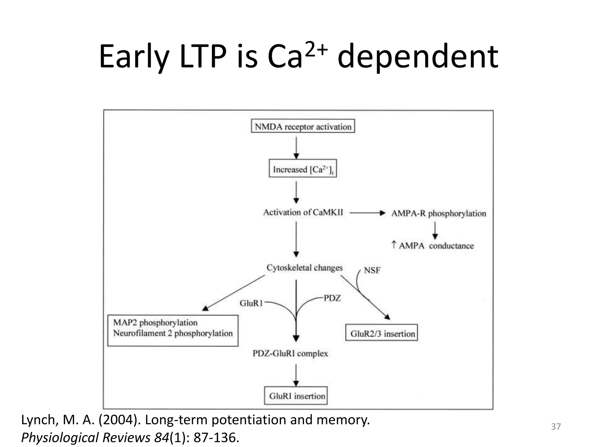 Early LTP is Ca2+ dependent
37
Lynch, M. A. (2004). Long-term potentiation and memory.
Physiological Reviews 84(1): 87-136.
 