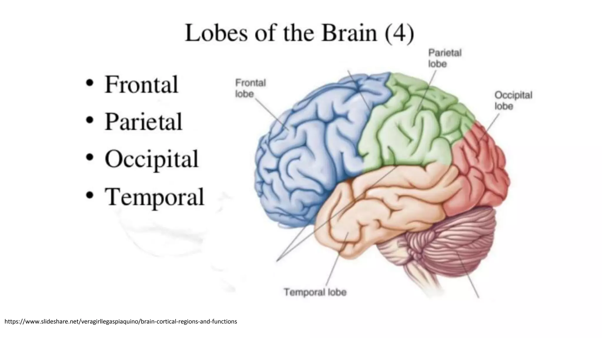 https://www.slideshare.net/veragirllegaspiaquino/brain-cortical-regions-and-functions
 
