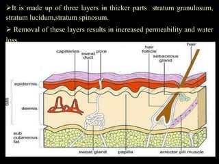 It is made up of three layers in thicker parts stratum granulosum,
stratum lucidum,stratum spinosum.
 Removal of these layers results in increased permeability and water
loss.
 