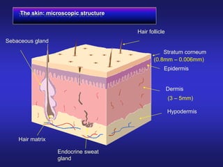 The skin: microscopic structure
Hair follicle
Stratum corneum
Epidermis
Dermis
Hypodermis
Hair matrix
Endocrine sweat
gland
Sebaceous gland
(0.8mm – 0.006mm)
(3 – 5mm)
 