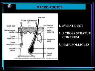 MACRO ROUTES
1. SWEAT DUCT
2. ACROSS STRATUM
CORNEUM
3. HAIR FOLLICLES
 