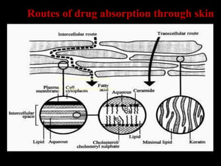 Routes of drug absorption through skin
 Trans follicular route
 Trans epidermal route
 