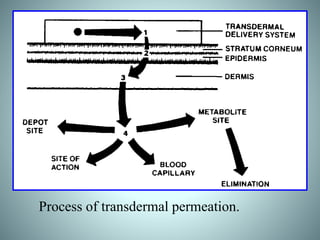 Process of transdermal permeation.
 
