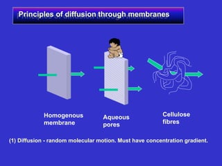 Principles of diffusion through membranes
Homogenous
membrane
Aqueous
pores
Cellulose
fibres
(1) Diffusion - random molecular motion. Must have concentration gradient.
 