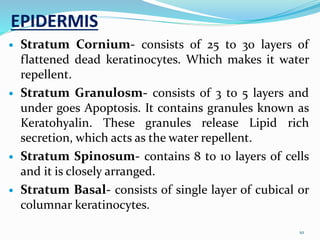 EPIDERMIS
 Stratum Cornium- consists of 25 to 30 layers of
flattened dead keratinocytes. Which makes it water
repellent.
 Stratum Granulosm- consists of 3 to 5 layers and
under goes Apoptosis. It contains granules known as
Keratohyalin. These granules release Lipid rich
secretion, which acts as the water repellent.
 Stratum Spinosum- contains 8 to 10 layers of cells
and it is closely arranged.
 Stratum Basal- consists of single layer of cubical or
columnar keratinocytes.
10
 