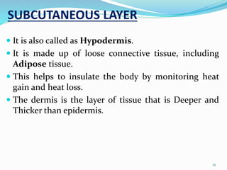 SUBCUTANEOUS LAYER
 It is also called as Hypodermis.
 It is made up of loose connective tissue, including
Adipose tissue.
 This helps to insulate the body by monitoring heat
gain and heat loss.
 The dermis is the layer of tissue that is Deeper and
Thicker than epidermis.
12
 