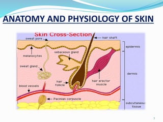 ANATOMY AND PHYSIOLOGY OF SKIN
7
 