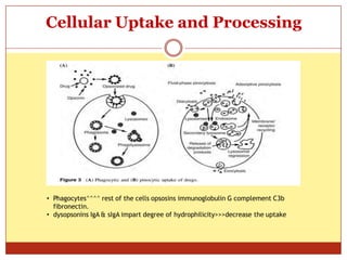ON
Cellular Uptake and Processing
• Phagocytes^^^^ rest of the cells opsosins immunoglobulin G complement C3b
fibronectin.
• dysopsonins IgA & sIgA impart degree of hydrophilicity>>>decrease the uptake
 