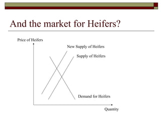 And the market for Heifers?
Supply of Heifers
Demand for Heifers
Price of Heifers
Quantity
New Supply of Heifers
 