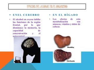 EFECTOS DEL ALCOHOL EN EL ORGANISMO
 E N E L C E R E B R O
• El alcohol en exceso inhibe
las funciones de la región
frontal, por lo que
disminuye la memoria, la
capacidad de
concentración y el
autocontrol.
• E N E L H Í G A D O
• Los efectos de esta
metabolización son
náuseas, vómitos y dolor de
cabeza.
 