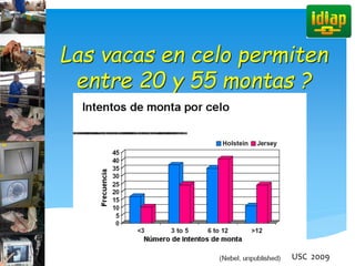 Las vacas en celo permiten
entre 20 y 55 montas ?
USC 2009
 
