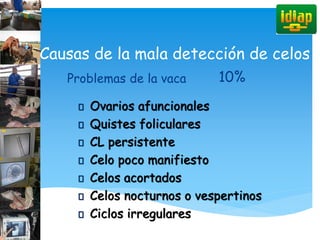 Causas de la mala detección de celos
Problemas de la vaca 10%
Ovarios afuncionales
Quistes foliculares
CL persistente
Celo poco manifiesto
Celos acortados
Celos nocturnos o vespertinos
Ciclos irregulares
 