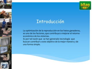 Introducción
La optimización de la reproducción en los hatos ganaderos,
es uno de los factores, que contribuye a mejorar el retorno
económico de los sistemas.
Es por tal razón que se han generado tecnología que
buscan contribuir a este objetivo de la mejor manera y de
una forma simple.
 
