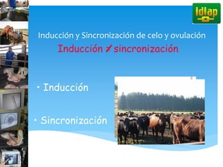 Inducción y Sincronización de celo y ovulación
Inducción = sincronización
• Inducción
• Sincronización
 