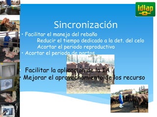 Sincronización
• Facilitar el manejo del rebaño
Reducir el tiempo dedicado a la det. del celo
Acortar el periodo reproductivo
• Acortar el periodo de partos
• Facilitar la aplicación de la IA
• Mejorar el aprovechamiento de los recurso
 