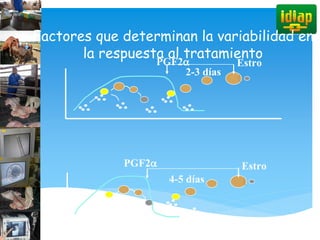 Factores que determinan la variabilidad en
la respuesta al tratamiento
PGF2a Estro
2-3 días
PGF2a Estro
4-5 días
 