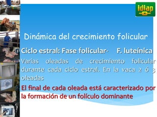 Dinámica del crecimiento folicular
Ciclo estral: Fase folicular- F. luteínica
Varias oleadas de crecimiento folicular
durante cada ciclo estral. En la vaca 2 ó 3
oleadas
El final de cada oleada está caracterizado por
la formación de un folículo dominante
 