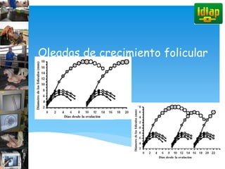 Oleadas de crecimiento folicular
 