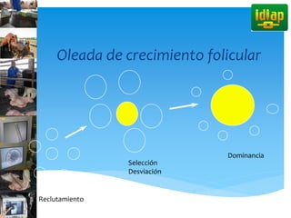 Oleada de crecimiento folicular
Selección
Desviación
Reclutamiento
Dominancia
 