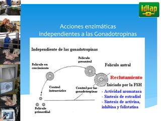 Acciones enzimáticas
independientes a las Gonadotropinas
 