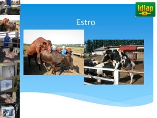 Estro
 